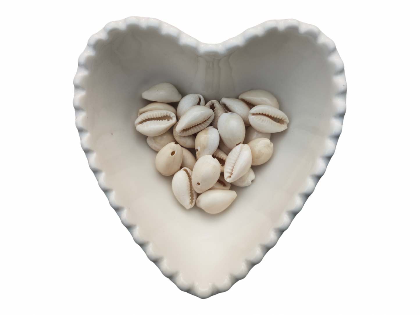 Cowire shell